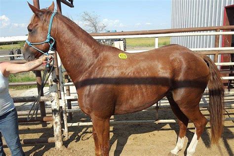 These horses are for sale by the Asheboro Kill Pen, not for adoption. All payments are made directly to the Asheboro Kill Pen. Every effort is made to evaluate each animal, …